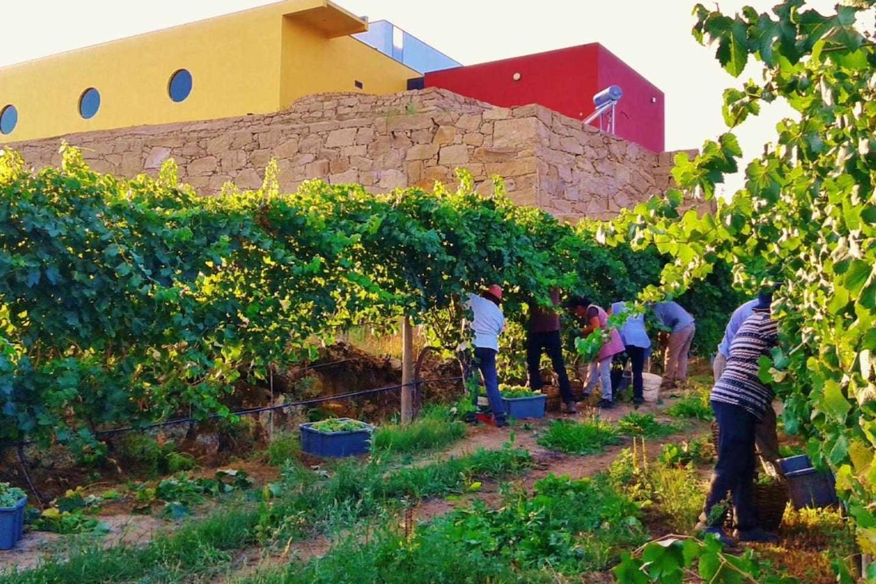 Casa Das Vinhas Camelias De Bastoturismo Rural سيلوريكو دي باستو المظهر الخارجي الصورة